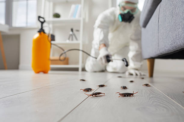 Affordable Cockroach Control solutions in Quincy, IL